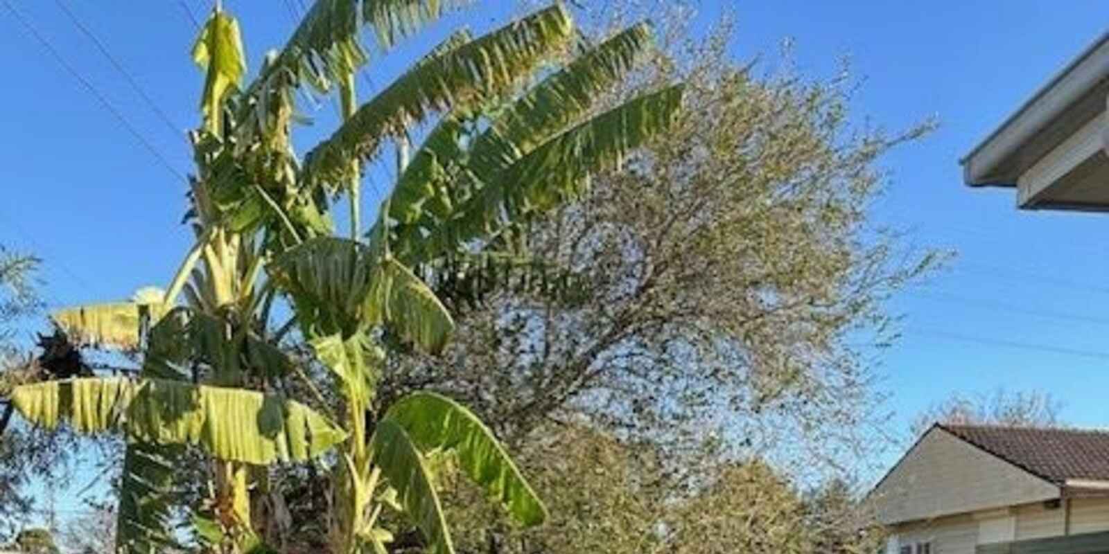 2a Solo Crescent, Fairfield East 2a Solo Crescent, Fairfield East